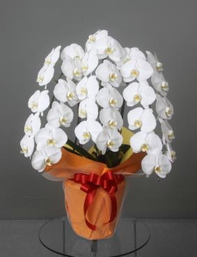 お供えで胡蝶蘭のご注文を頂きました。｜「花恭」　（東京都台東区の花キューピット加盟店 花屋）のブログ