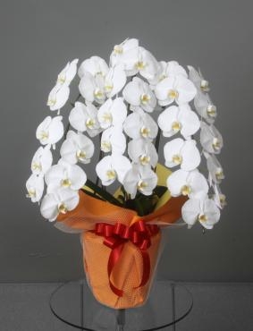 衆議院議員会館へ　大臣就任のお祝いの胡蝶蘭をお届けしました。｜「花恭」　（東京都台東区の花キューピット加盟店 花屋）のブログ