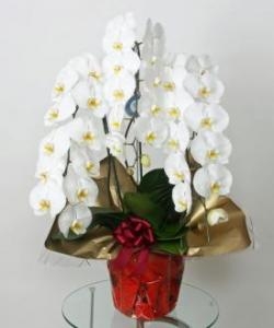 当選の前祝いに胡蝶蘭をお届けしました。｜「花恭」　（東京都台東区の花キューピット加盟店 花屋）のブログ