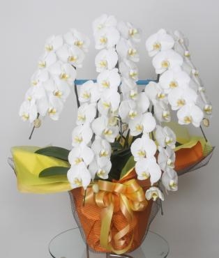 あけましておめでとうございます。新年会社初めにお祝いの胡蝶蘭をお届けしました。｜「花恭」　（東京都台東区の花キューピット加盟店 花屋）のブログ