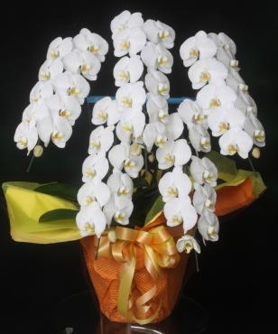 墨田区　両国国技館に　お祝いの胡蝶蘭をお届けしました。｜「花恭」　（東京都台東区の花キューピット加盟店 花屋）のブログ