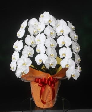 台東区　浅草のお店にお祝いの胡蝶蘭をお届けしました。｜「花恭」　（東京都台東区の花キューピット加盟店 花屋）のブログ