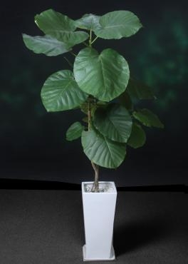 港区　新橋の会社様にお祝いでウンベラータ　観葉植物をお届けしました。｜「花恭」　（東京都台東区の花キューピット加盟店 花屋）のブログ