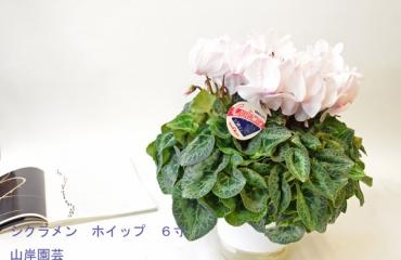 中央区銀座の会社様にお歳暮としてシクラメンのご注文をいただきました。｜「花恭」　（東京都台東区の花キューピット加盟店 花屋）のブログ