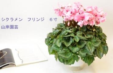 台東区　松が谷のお宅にお歳暮でシクラメンのご注文をいただきました。｜「花恭」　（東京都台東区の花キューピット加盟店 花屋）のブログ