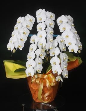 中央区銀座のクラブにお祝いの胡蝶蘭をお届けしました。｜「花恭」　（東京都台東区の花キューピット加盟店 花屋）のブログ