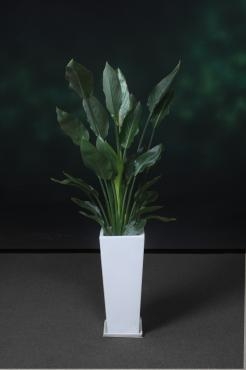 台東区上野の会社様にお祝いの観葉植物をお届けしました。｜「花恭」　（東京都台東区の花キューピット加盟店 花屋）のブログ