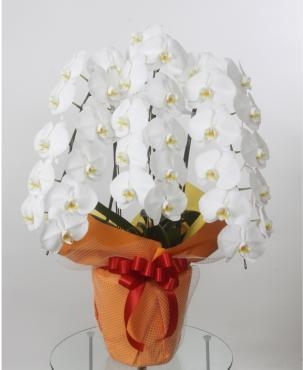台東区松が谷の不動産屋さんにお祝いの胡蝶蘭をお届けしました。｜「花恭」　（東京都台東区の花キューピット加盟店 花屋）のブログ