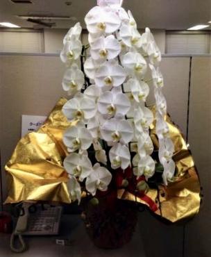 台東区　浅草の会社様に御祝いで胡蝶蘭をお届けしました。  ｜「花恭」　（東京都台東区の花キューピット加盟店 花屋）のブログ
