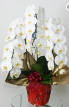 中央区日本橋にお祝いの胡蝶蘭をお届けしました。｜「花恭」　（東京都台東区の花キューピット加盟店 花屋）のブログ