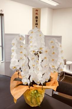 台東区上野のお店にお祝いの胡蝶蘭をお届けしました。｜「花恭」　（東京都台東区の花キューピット加盟店 花屋）のブログ
