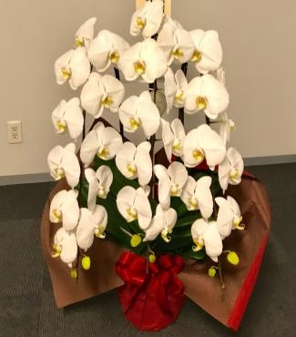 千代田区ながたちょうの参議院かいかんにお祝の胡蝶蘭をお届けしました。｜「花恭」　（東京都台東区の花キューピット加盟店 花屋）のブログ
