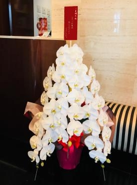 中央区　日本橋の会社様にお祝いの胡蝶蘭をお届けしました。｜「花恭」　（東京都台東区の花キューピット加盟店 花屋）のブログ