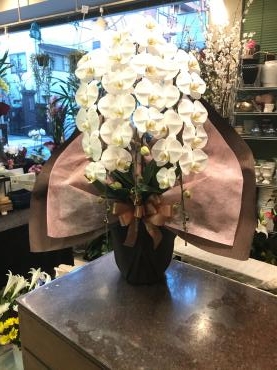 港区　白金台の教団さまにお祝いの胡蝶蘭をお持ちしました。｜「花恭」　（東京都台東区の花キューピット加盟店 花屋）のブログ