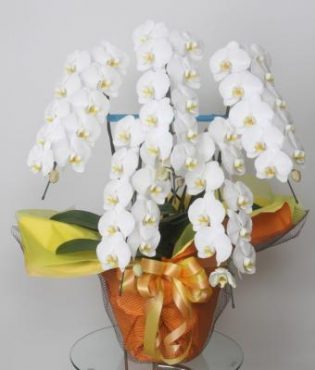 千代田区　大手町のエネオスにお祝いの５本だち胡蝶蘭をお持ちしました。|「花恭」　（東京都台東区の花屋）のブログ