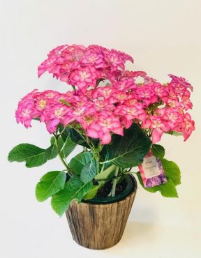 紫陽花カサノバをお届けしました。|「花恭」　（東京都台東区の花屋）のブログ